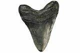 Fossil Megalodon Tooth - South Carolina #168022-1